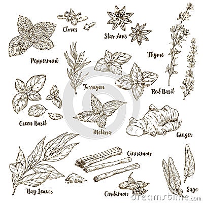 Set of hand drawn culinary aroma herbs and spices Vector Illustration
