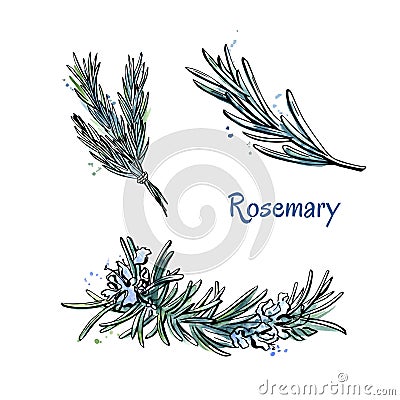 Set of hand drawn elements Rosemary Vector Illustration