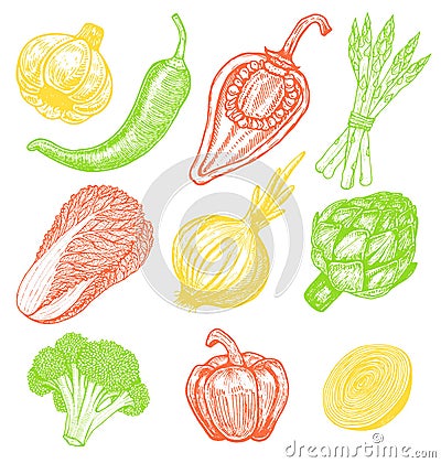 Set hand drawn elements with sketch style fresh vegetables. Different peppers. Artichoke and asparagus. Appetizing colors Vector Illustration