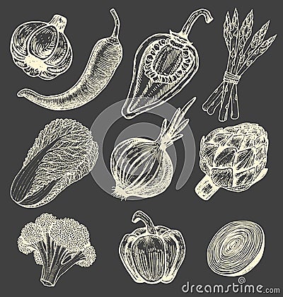 Set hand drawn elements with sketch style fresh vegetables. Different peppers. Artichoke and asparagus. Cauliflower, onions Vector Illustration