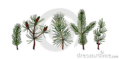 Set of hand drawn evergreen plants in colored sketch style isolated on white background. Vector illustration of pine, fir tree, Vector Illustration