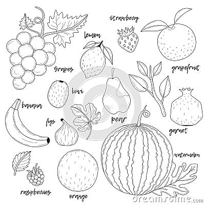 Set of hand drawn fruits. Vector Illustration