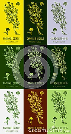 Set of hand drawn graphic illustrations of Chamomile odorous Matricaria discoidea for print, logo, emblem, label and other Vector Illustration