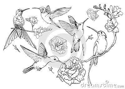 Set of hand drawn Hummingbirds. Black and white collection of sketch style exotic birds Vector Illustration