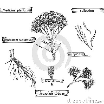 Set hand drawn of immortelle italian, Helichrysum flowers in black color isolated on white background. Retro vintage Vector Illustration