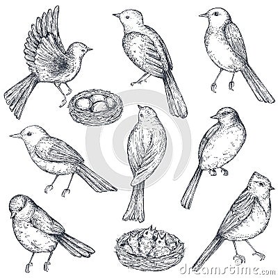 Set of hand drawn ink sketch birds, nest, chicks Vector Illustration