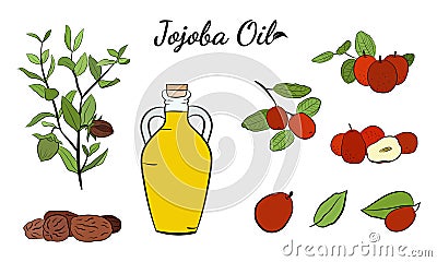 Set of hand drawn jojoba branches with fruits, flowers and leaves. Vector Illustration