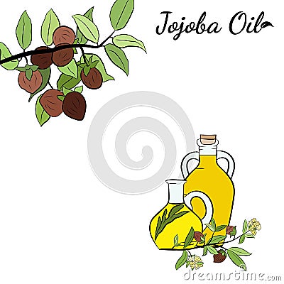 Set of hand drawn jojoba branches with fruits, flowers and leaves. Vector Illustration