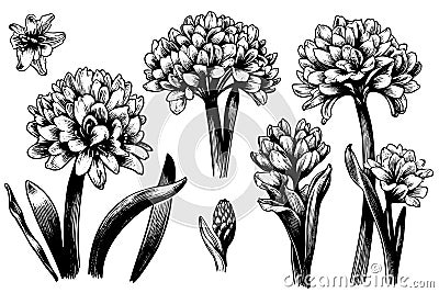 Set hand drawn line art flowers. Spring hyacinth for Easter decor garden backgrounds floral design Vector Illustration