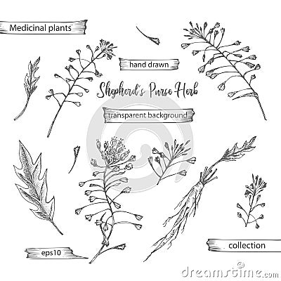 Set hand drawn of Shepherds Purse root, lives and flowers in black color isolated on white background. Retro vintage Vector Illustration