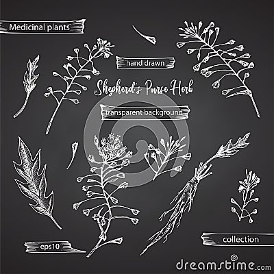 Set hand drawn of Shepherds Purse root, lives and flowers in white chalk style isolated on black background. Retro vintage graphic Vector Illustration