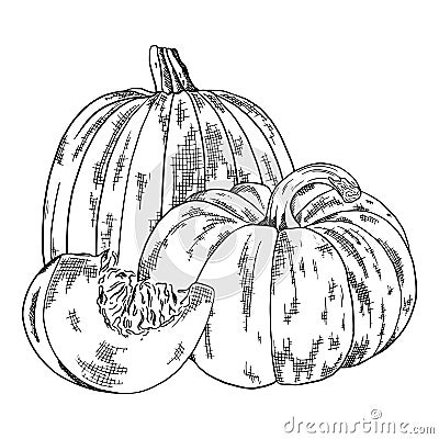 Set of hand drawn sketch pumpkins. Organic sketch of a harvest of vegetables. Engraving style vector illustration. Can Vector Illustration