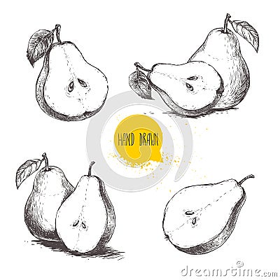 Set of hand drawn sketch style pears. Sliced ripe pears Vector Illustration