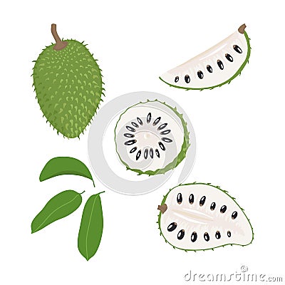 Set of hand drawn soursop fruit Vector Illustration