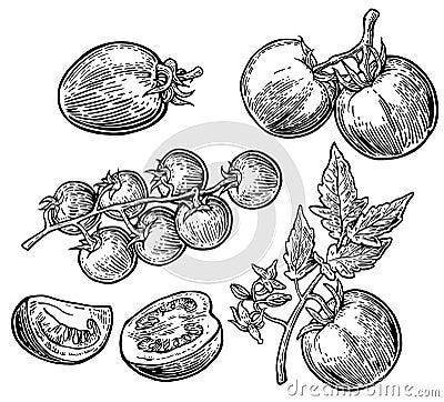 Set of hand drawn tomatoes on white background. Tomato, half and slice isolated engraved illustration. Vector Illustration