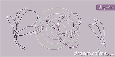 Set of hand drawn vector outline magnolia flowers on the grey background Stock Photo