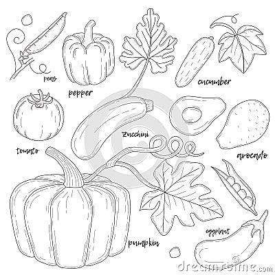 Set of hand drawn vegetables. Vector Illustration