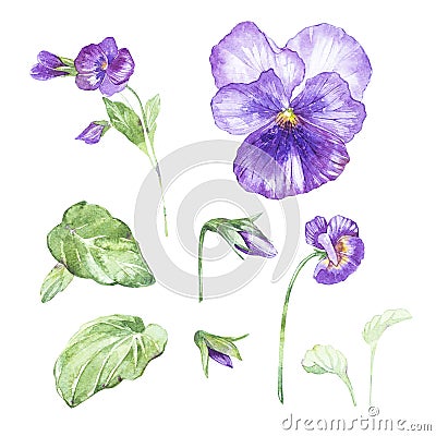 Set of hand drawn watercolor botanical illustration of Pansy. Element for design of invitations, movie posters, fabrics Cartoon Illustration