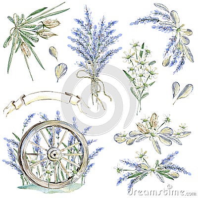 Set of hand drawn watercolor clipart. Provence atmosphere, laven Cartoon Illustration