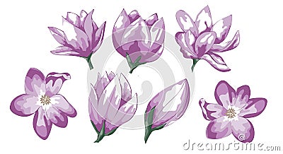 Set of Hand drawn watercolor illustration Red Apple Flowers. Vector, Isolated on white background. Element for design of Cartoon Illustration