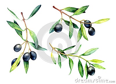 Set of hand drawn watercolor olive branches. Cartoon Illustration