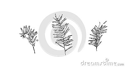 Set of hand drawn wild equisetums. Outline horsetail collection painted by ink. Black isolated sketch vector on white background Vector Illustration