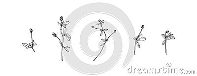 Set of hand drawn wild plants. Outline meadow herbs with leaves painted by ink. Black isolated sketch vector on white background Vector Illustration