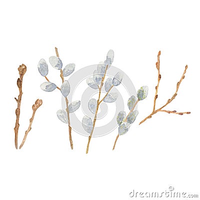 Set of handdrawn watercolor pussy-willow branches, springtime flowers and trees Cartoon Illustration