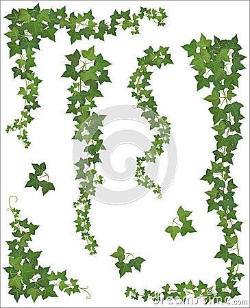 Set of Hanging branches of ivy on a white background Vector Illustration