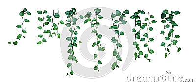 Set of hanging vine plant with heart-shaped variegated leaves of devil`s ivy or golden pothos Epipremnum aureum the popular Stock Photo