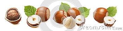 Set of hazelnuts isolated on white background. Broken nuts, single nuts and nuts in nutshell with leaves Stock Photo