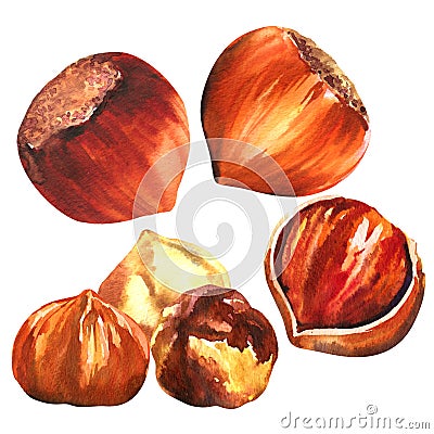 Set of hazelnuts, purified hazelnuts and shells, closeup nuts hazelnut snack isolated, hand drawn watercolor Cartoon Illustration