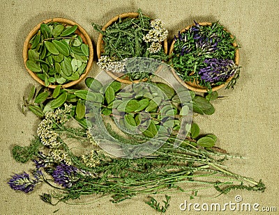 Set of healing herbs. Dry herbs. Herbal medicine, phytotherapy m Stock Photo