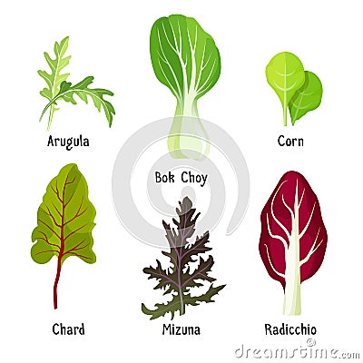 Set of healthy edible herbs green arugula, bok choy, corn Vector Illustration