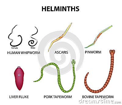 A set of helminths. roundworm, Ascaris, pinworms, bovine tapeworm, pork tapeworm, Whipworm, liver fluke. Infographics. Vector Vector Illustration