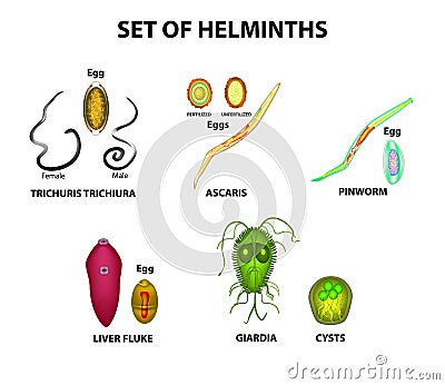 Set of helminths and their eggs. Worms. Hepatic fluke, hepatic trematode, ascaris, pinworm, lamblia, cyst of lamblia. Vector Illustration