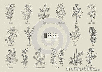 Set of herbs. Collection hand drawn isolated plants. Contour Vector Illustration