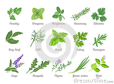 Set of herbs and seasoning isolated. Vector cartoon flat illustration. Vector Illustration