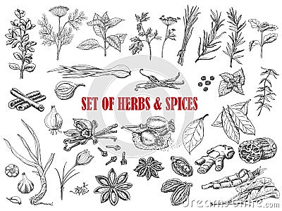 Set of Herbs and spices in sketch style Vector Illustration