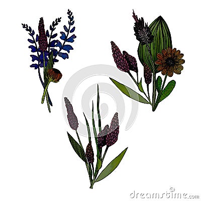 Set of 3 watercolor herbs bouquets Cartoon Illustration