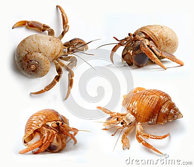 Set of Hermit Crabs from Caribbean Sea Stock Photo