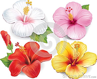 Set of Hibiscus Vector Illustration