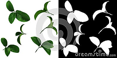 SET-6 high-quality items. Green leaves of Tangerine are isolated over a white background plus Alpha Chan. endless seamless pattern Stock Photo