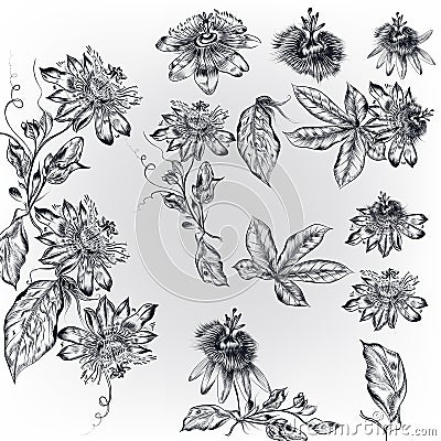 Set with high realistic vector hand drawn flowers in vintage eng Stock Photo