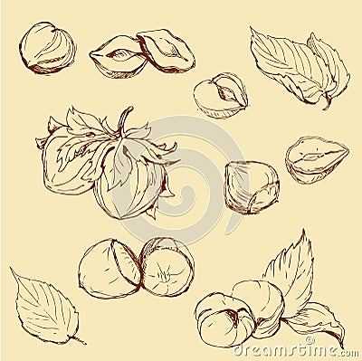 Set of highly detailed hand drawn hazelnuts Vector Illustration