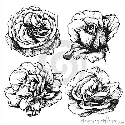 Set of highly detailed hand-drawn roses. Vector Illustration