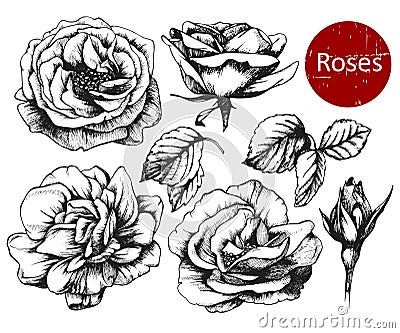 Set of highly detailed hand drawn roses. Vector Illustration