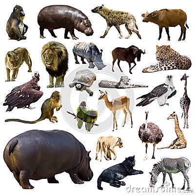 Set of hippo and other African animals. Isolated Stock Photo
