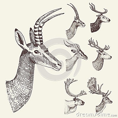 Set of Horn, antlers Animals moose or elk with impala, gazelle and greater kudu, fallow deer reindeer and stag, doe or Vector Illustration