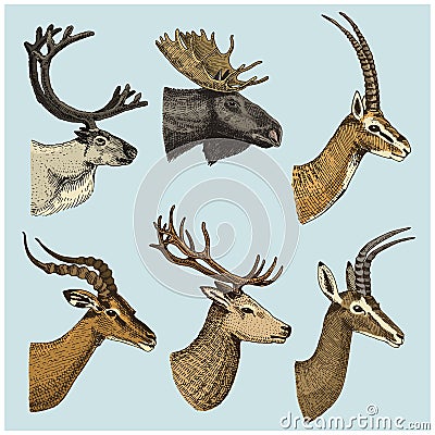 Set of Horn, antlers Animals moose or elk with impala, gazelle and greater kudu, fallow deer reindeer and stag, doe or Vector Illustration
